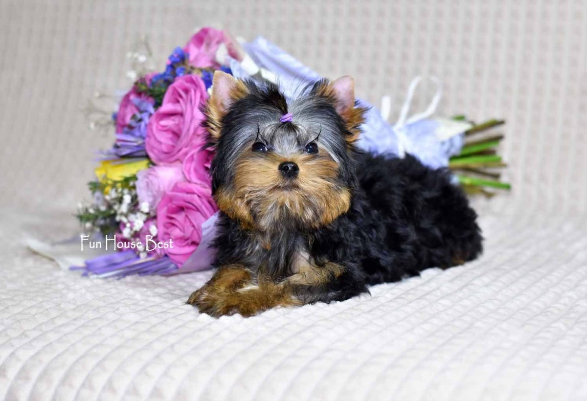 Йорк мини Беби фейс в одежде