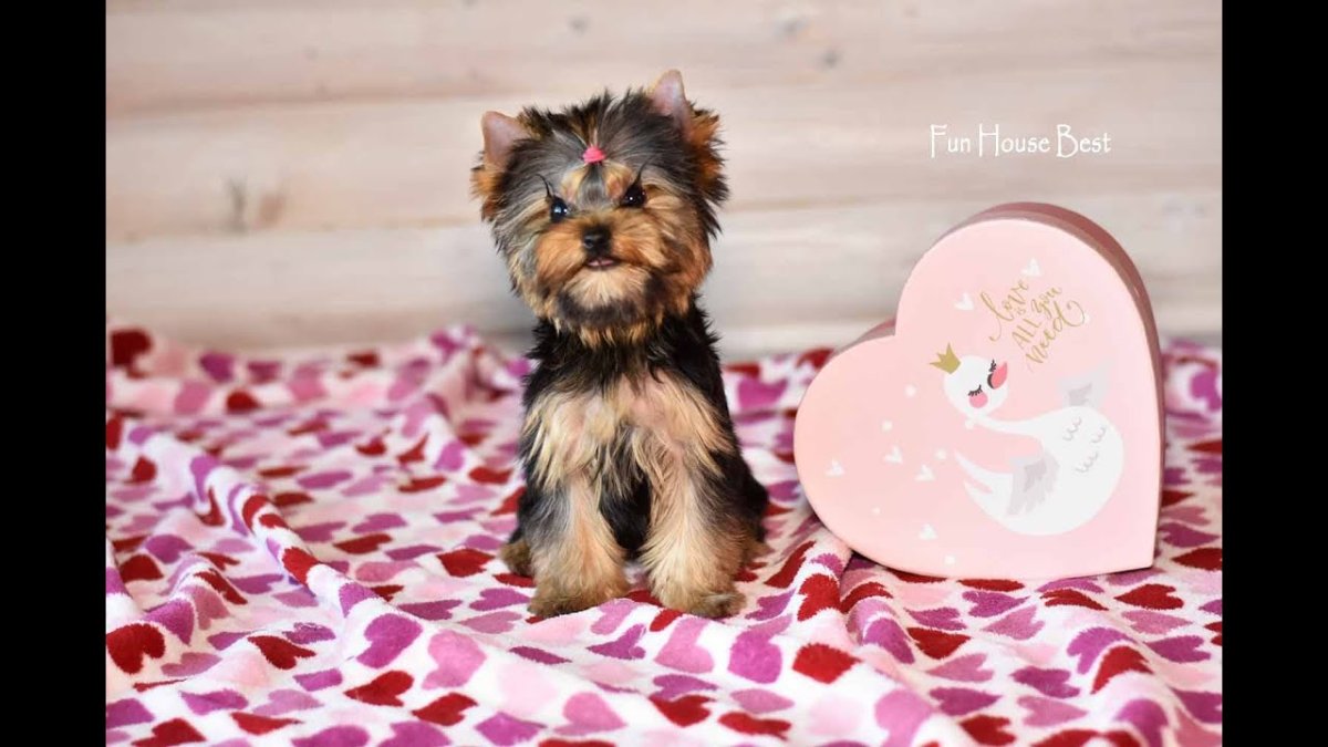 Йоркширский терьер девочка