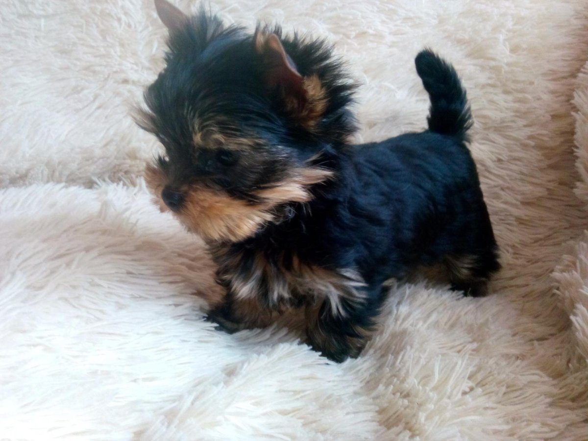 Микро мини Йоркширский терьер