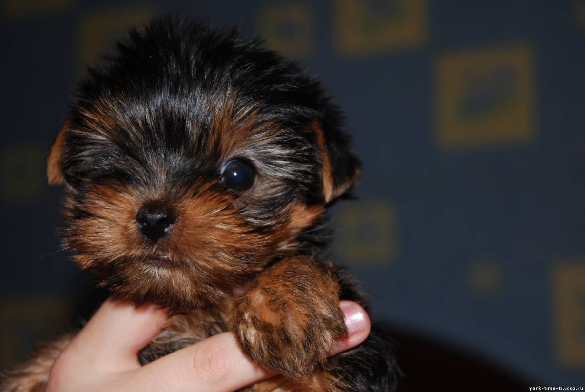 Йоркширский терьер щенок Беби фейс