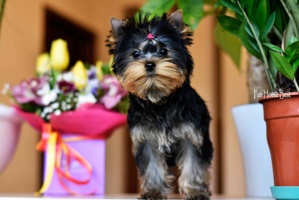 Малышка с Йорком