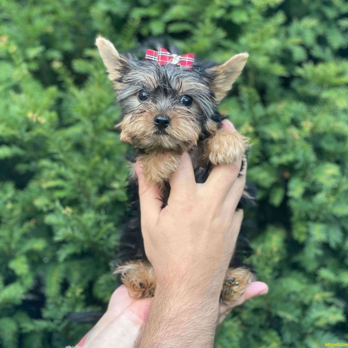 Йоркширский терьер мини Беби