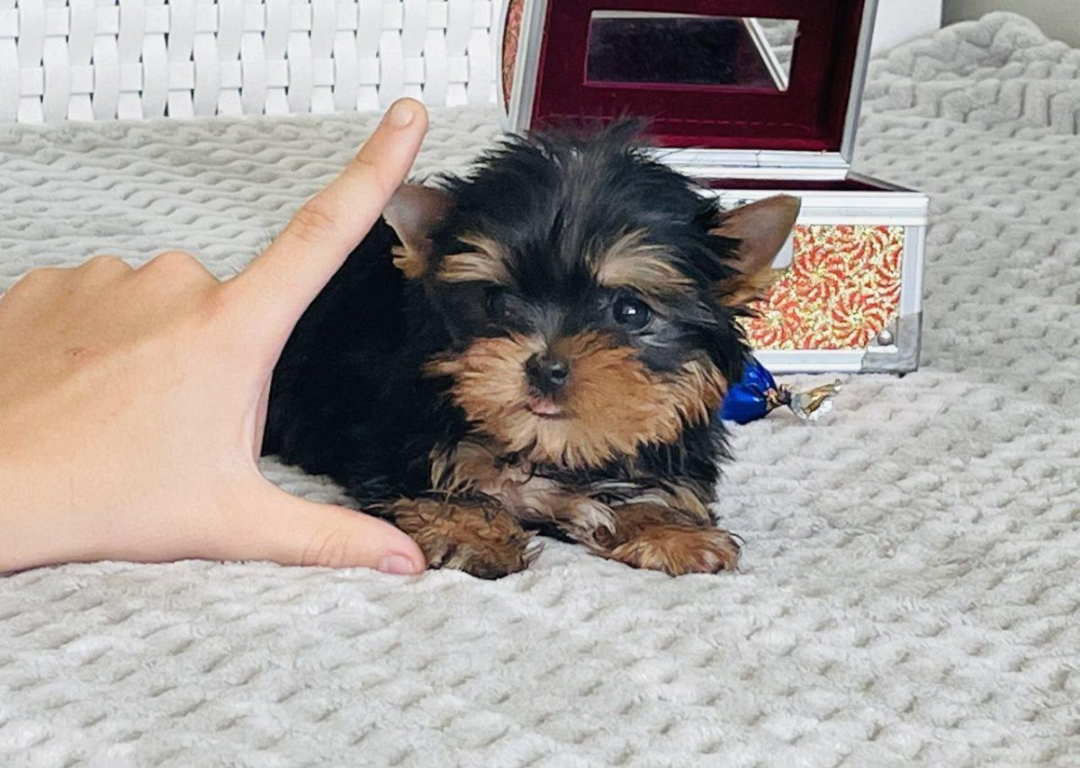 Йорк мини Беби фейс