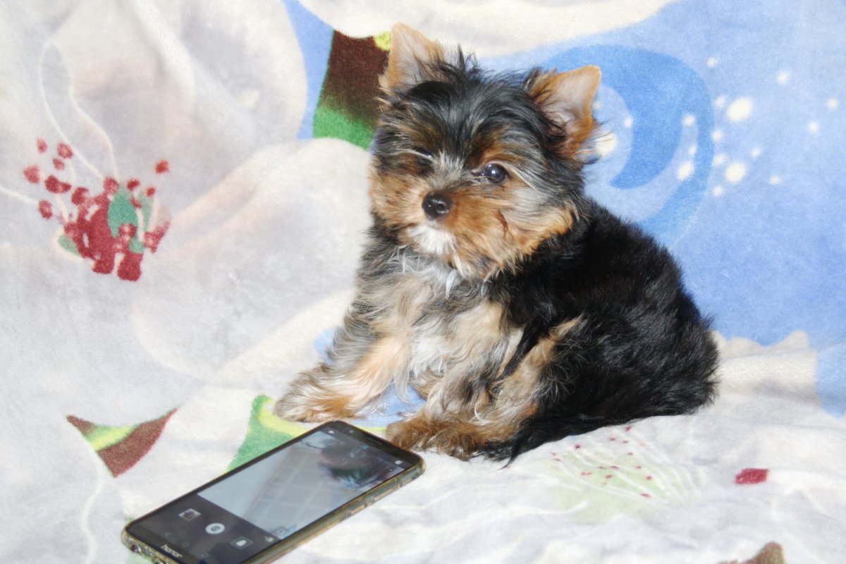 Йоркширский терьер купить, окрас седой, шерсть волнистая