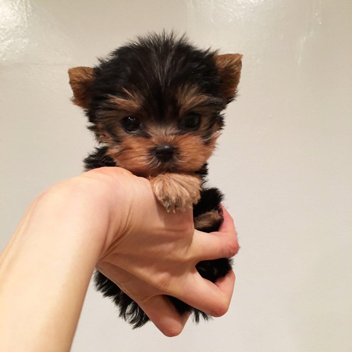 Йоркширский терьер мини Беби