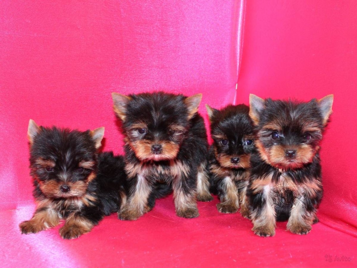 Йоркширский терьер Беби фейс