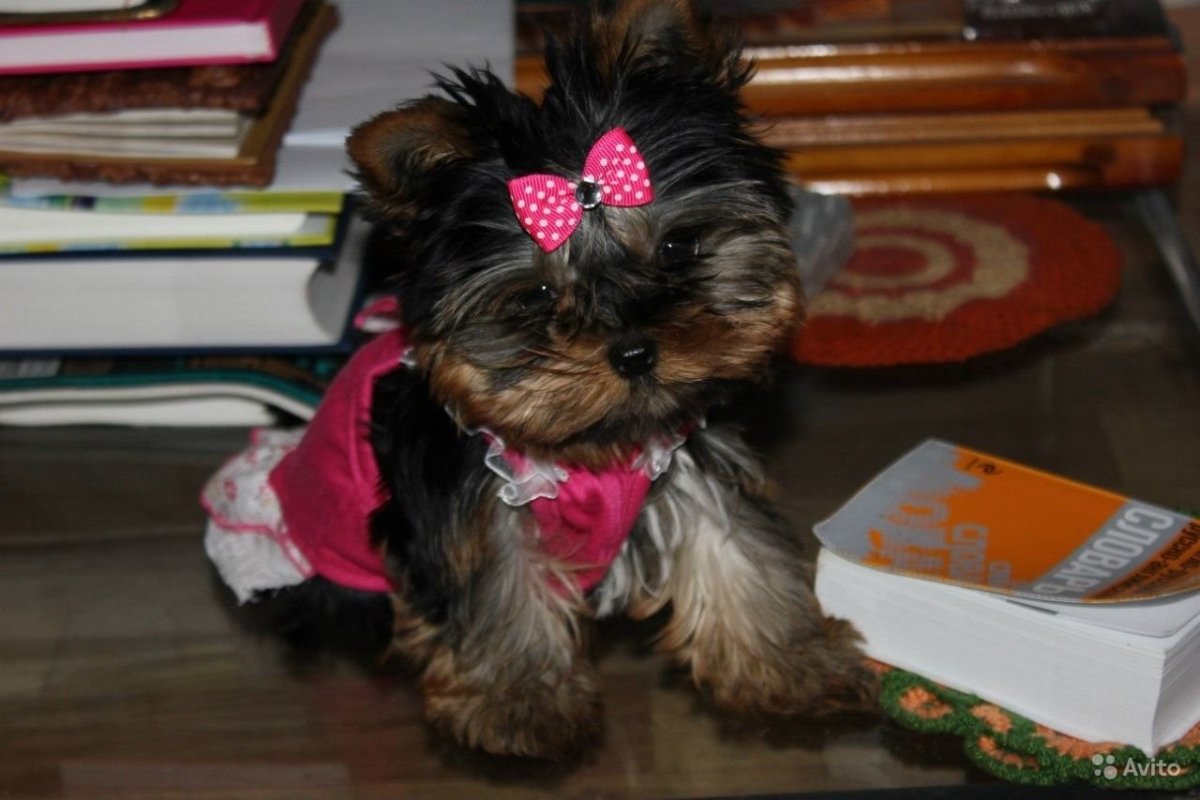 Курносый Йоркширский терьер