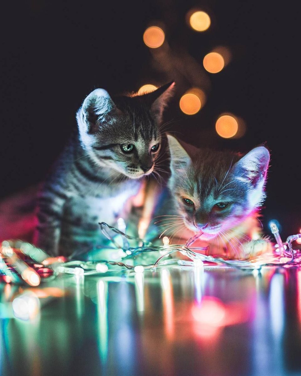 Кот на вечеринке