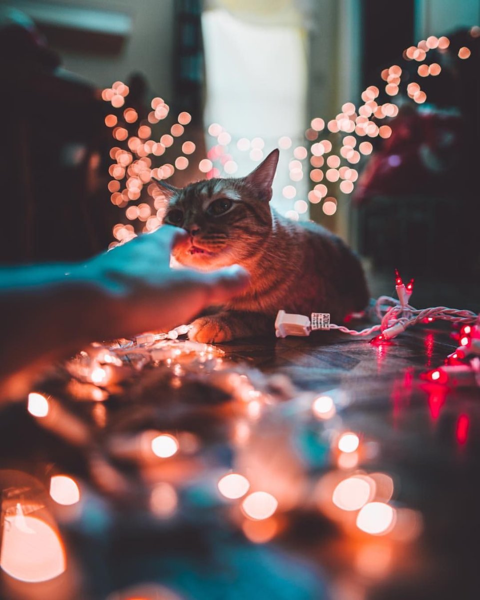 Кот в гирлянде