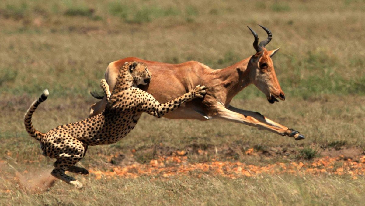 Львица Камуньяк