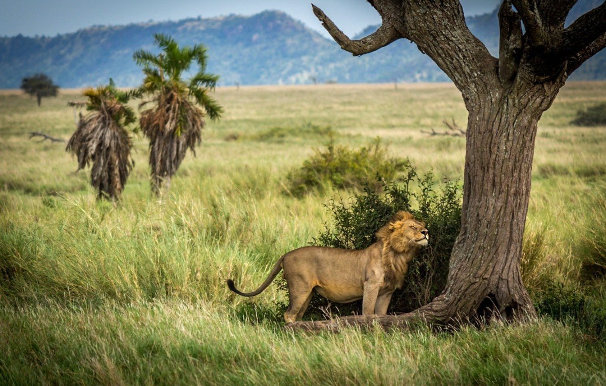 Лев в пустыне