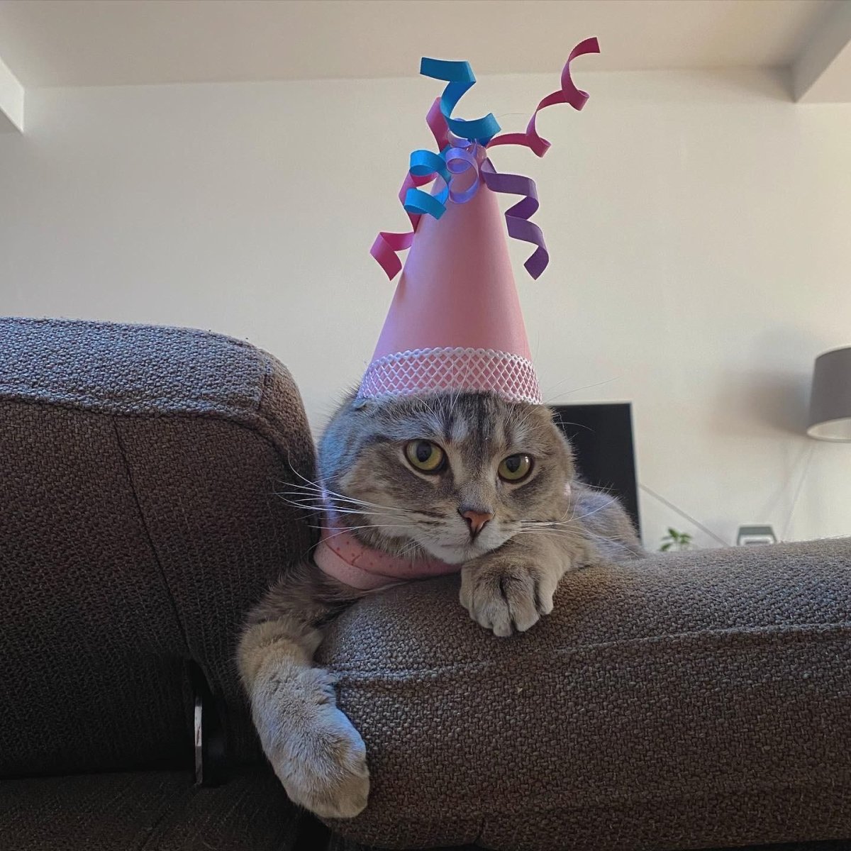 Кот перфекционист