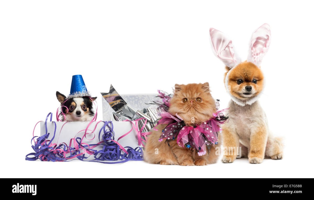 Кошки играющие в Покер