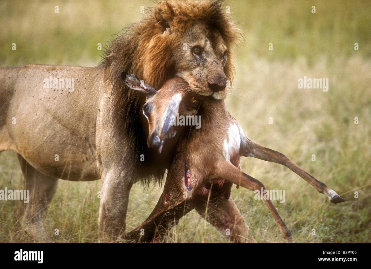 Газель убегает
