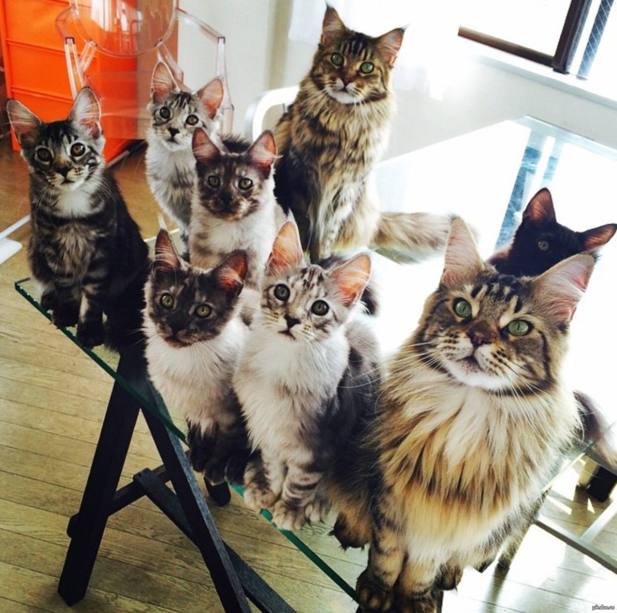 Кот тусовщик