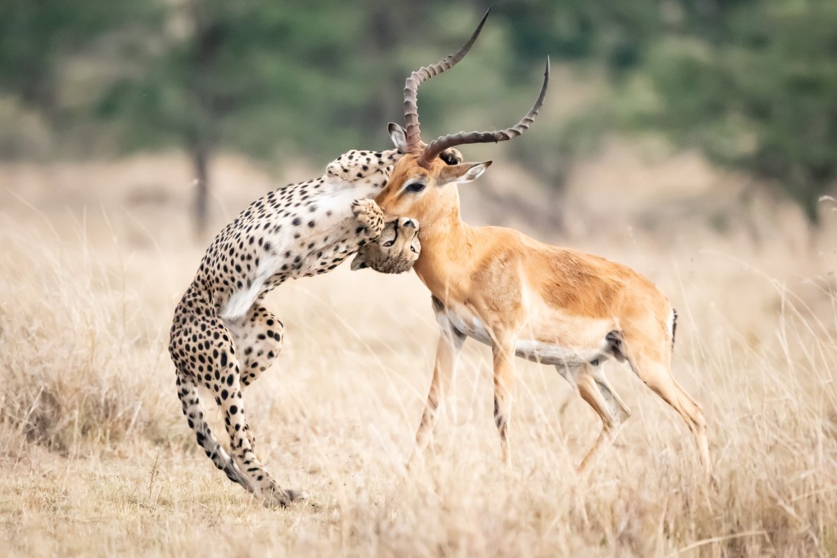 Болотный Прайд в Масаи Мара