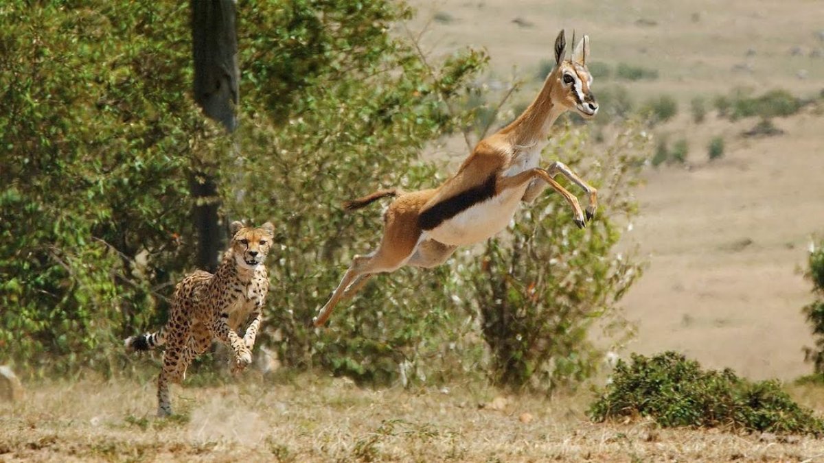 Лев охотится