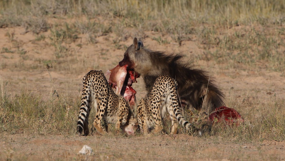 Охота Львов в дикой природе на буйволов