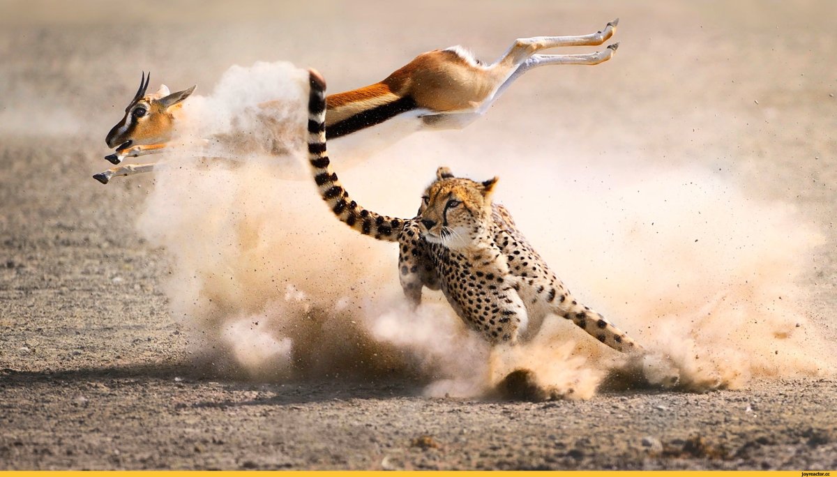 Львица гиеновая собака