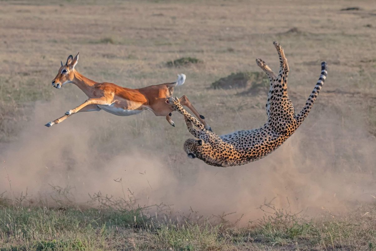 Охота Львов на антилоп гну