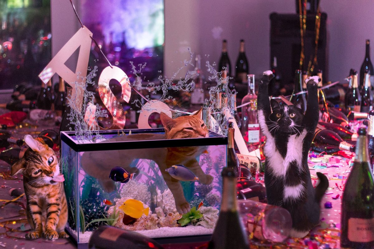 Тусовка котов