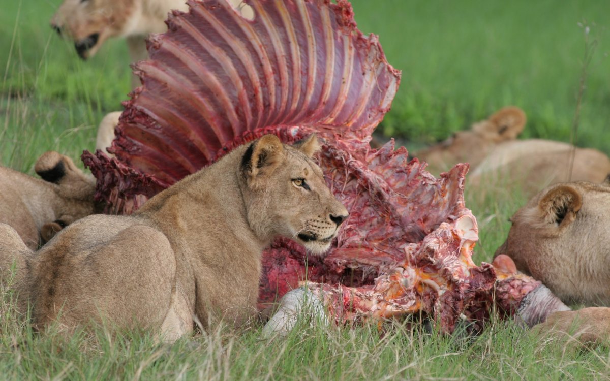 :Английский художник-анималист Donald Grant (