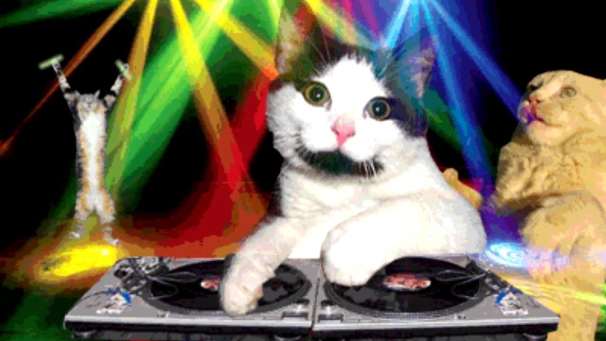 Кот в колпачке