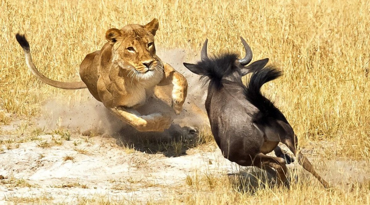 Национальный парк Амбосели гепард