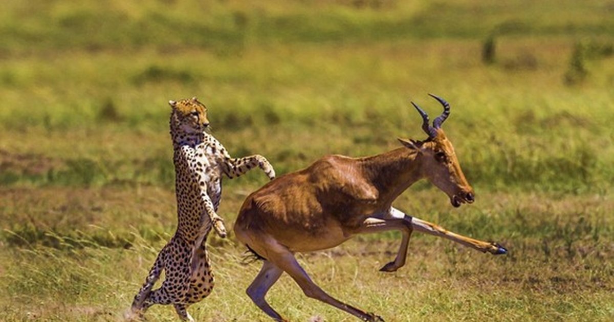 Леопард охотится на антилопу