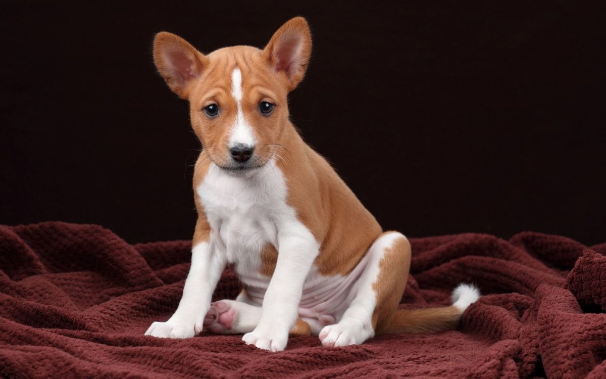 Басенджи терьер