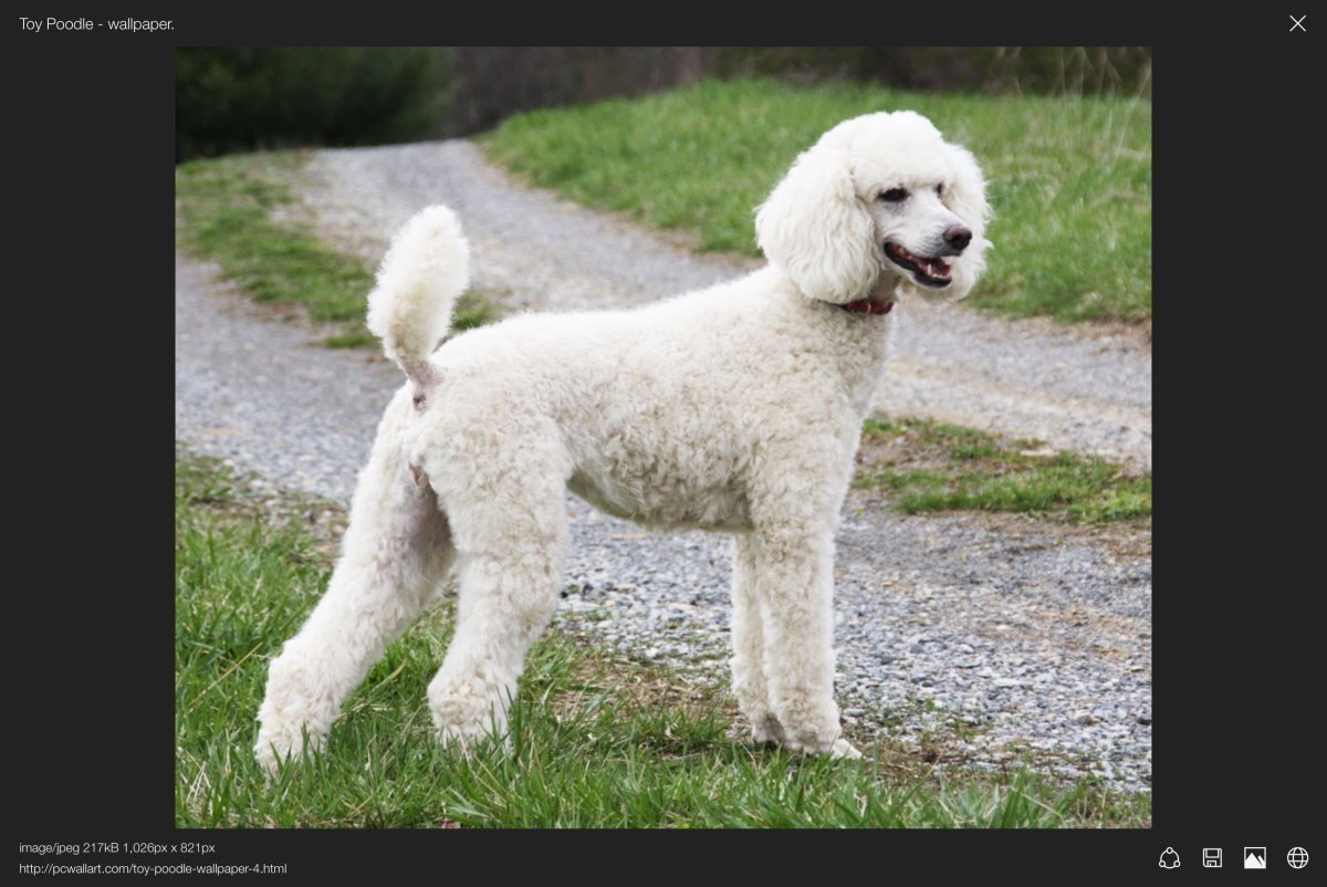 Английские породы собак