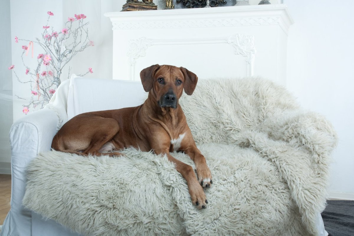 Щенки в интерьере