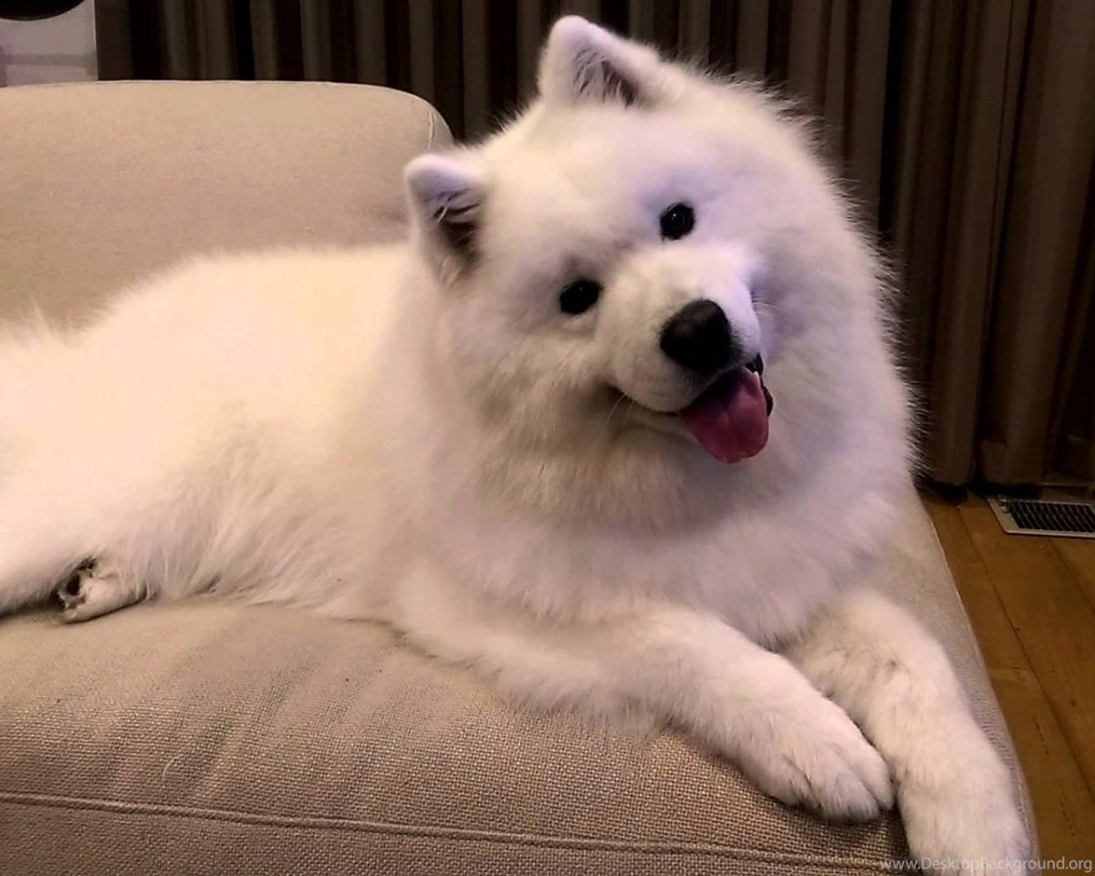 Карликовый чихуахуа