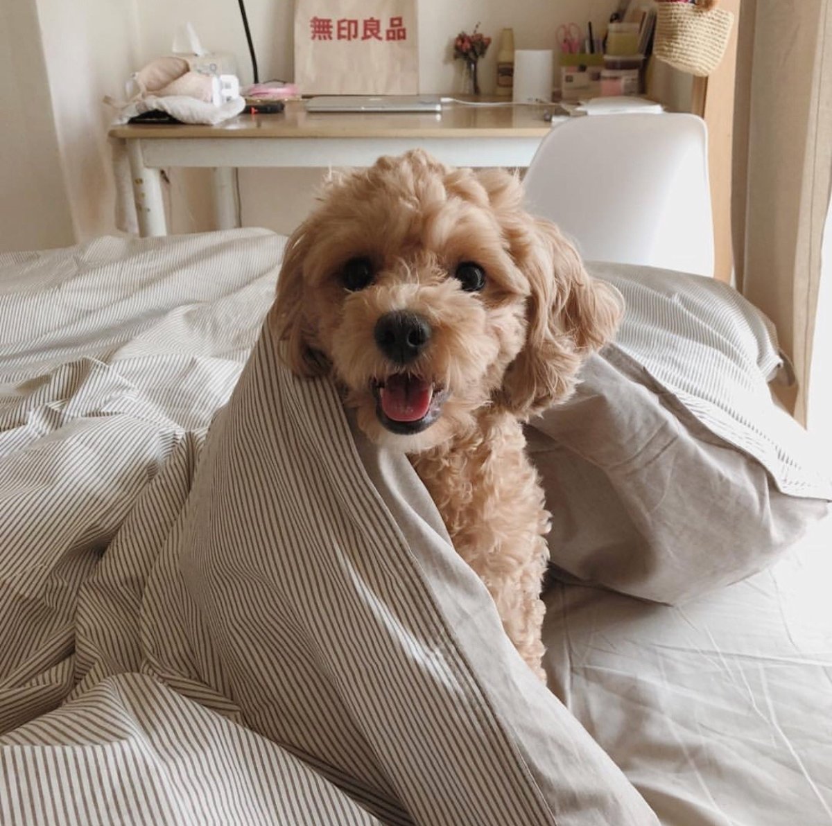 Эстетика собак