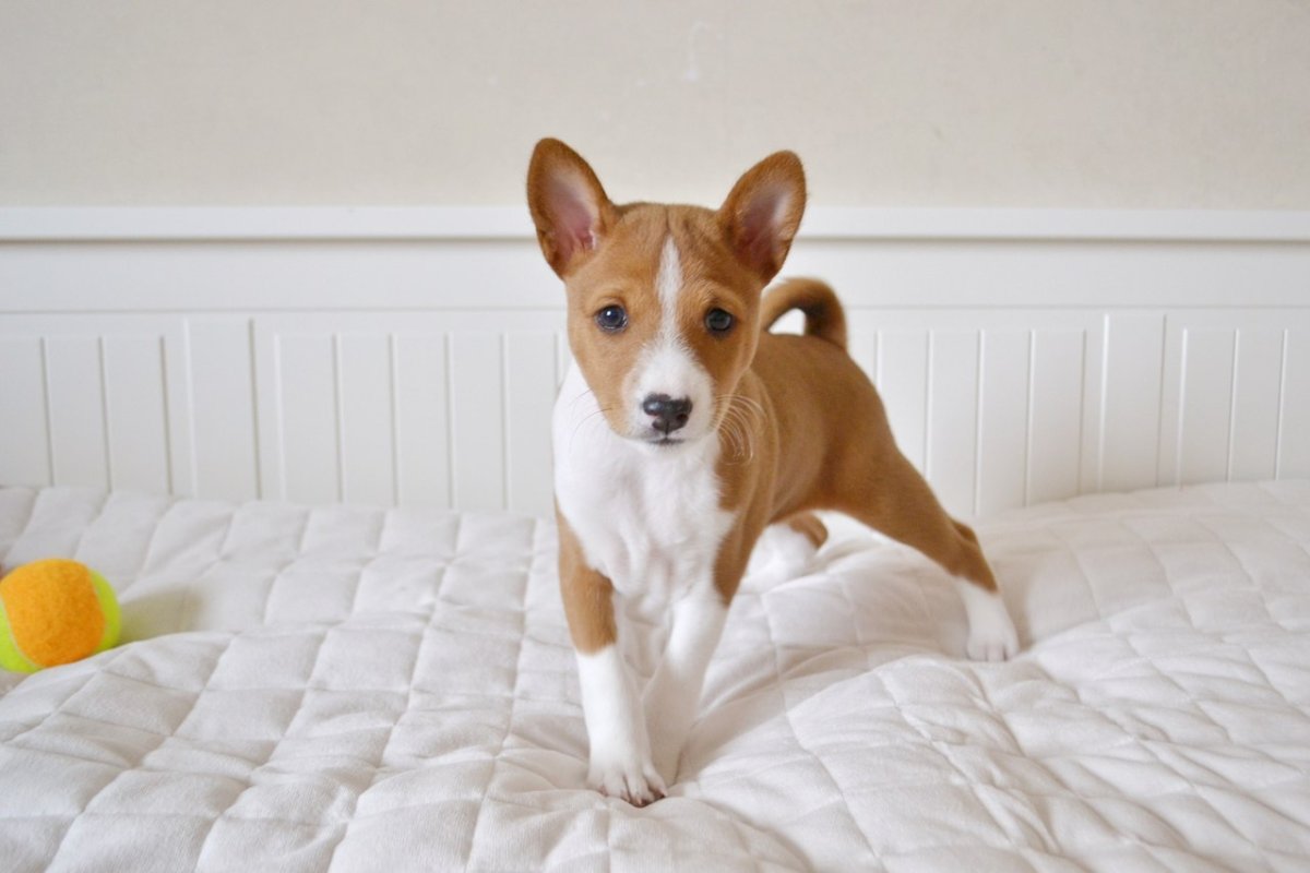 Собаки которые не линяют басенджи