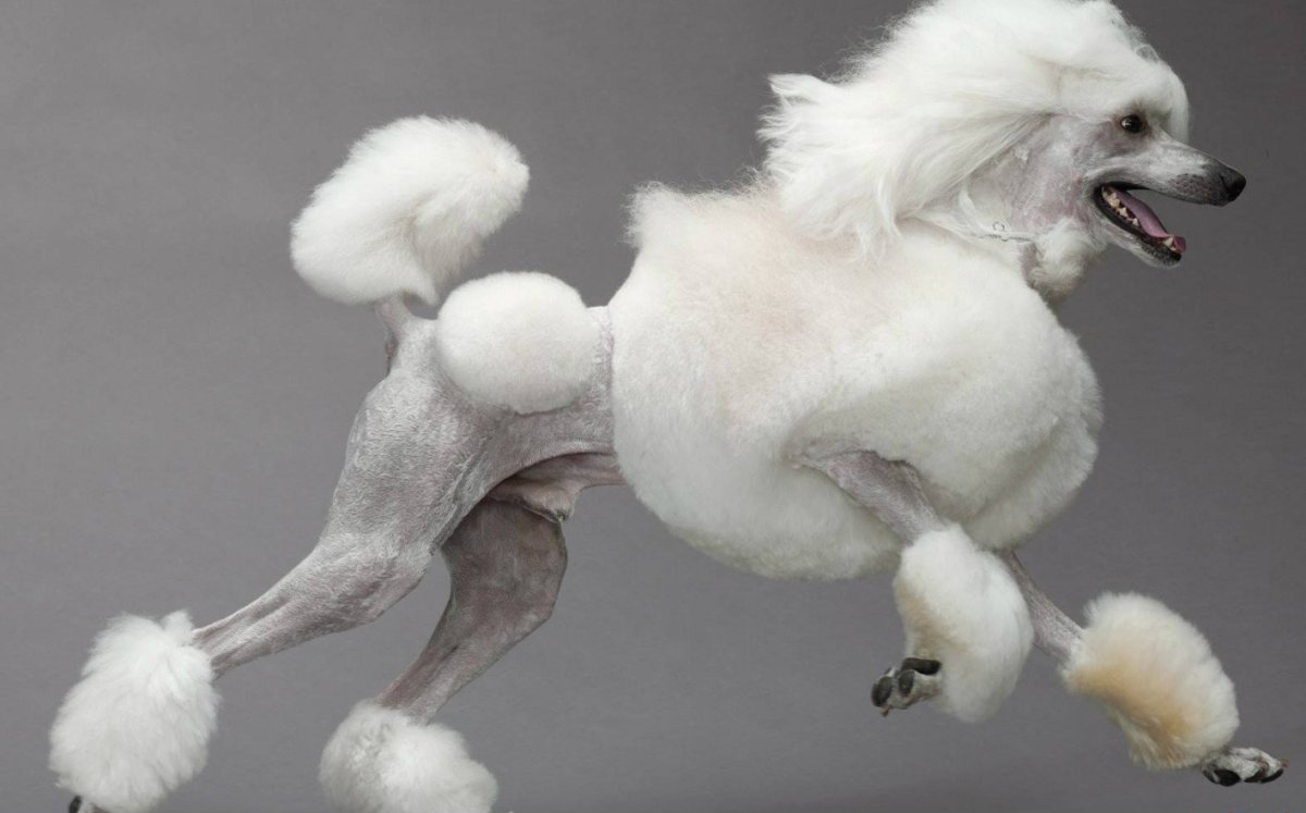 Вельш корги мини