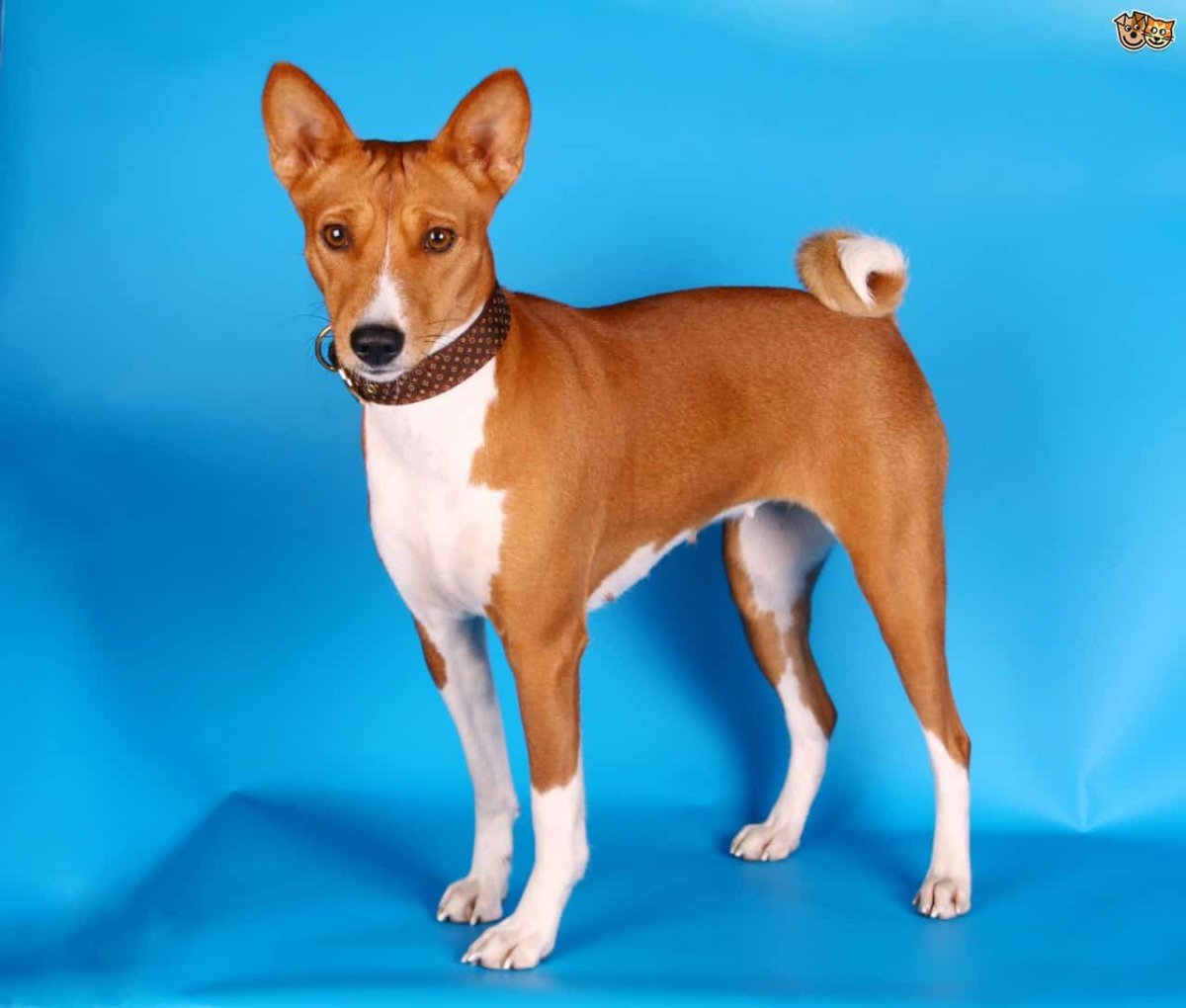 Плакаты с собаками