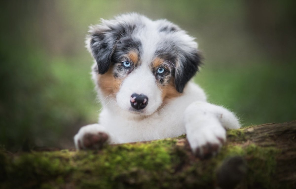 Спаниель + австралийская овчарка