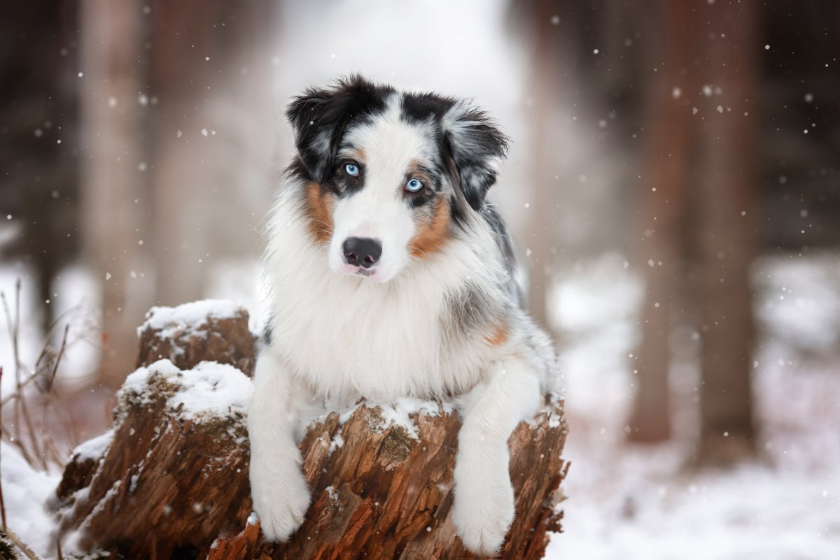 Miniature Australian Shepherd Brown