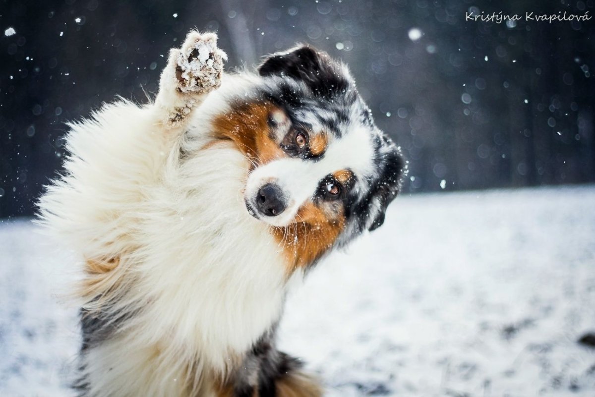Аусси австралийская овчарка