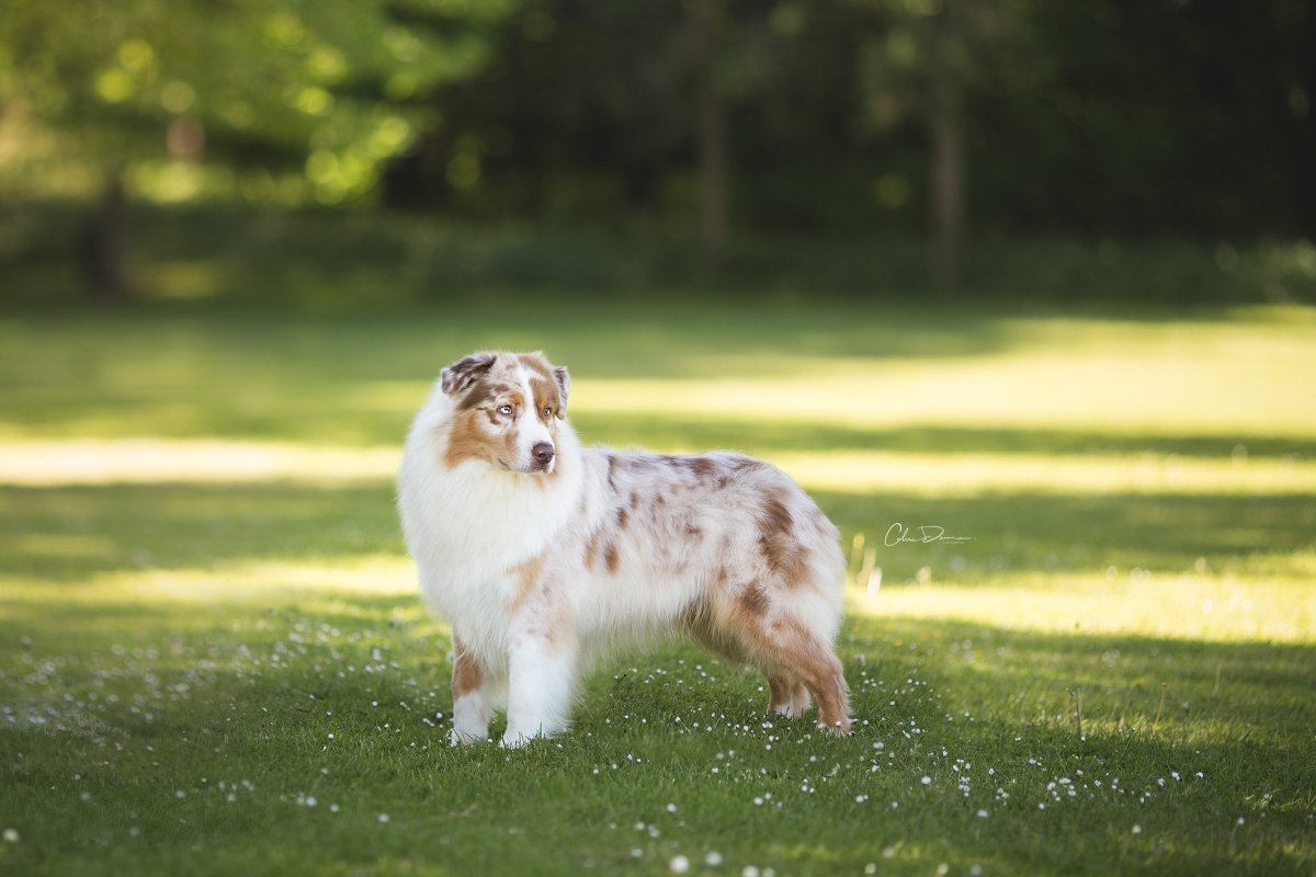 Карликовая австралийская овчарка