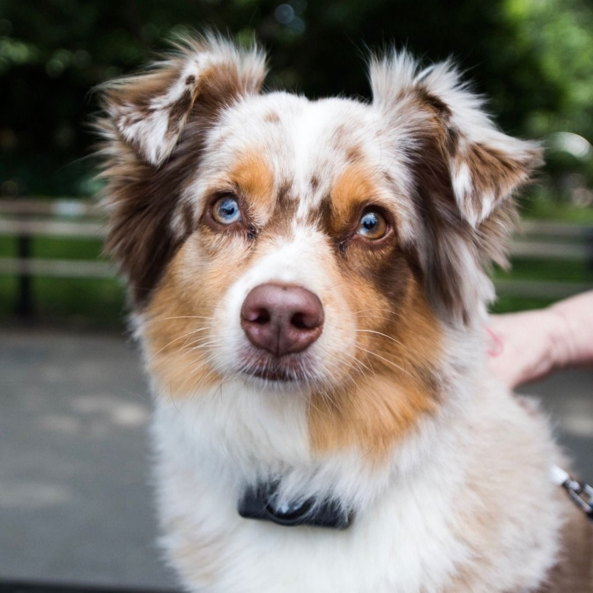 Австралийская овчарка (аусси) злые