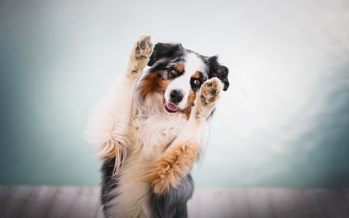 Аусси австралийская овчарка