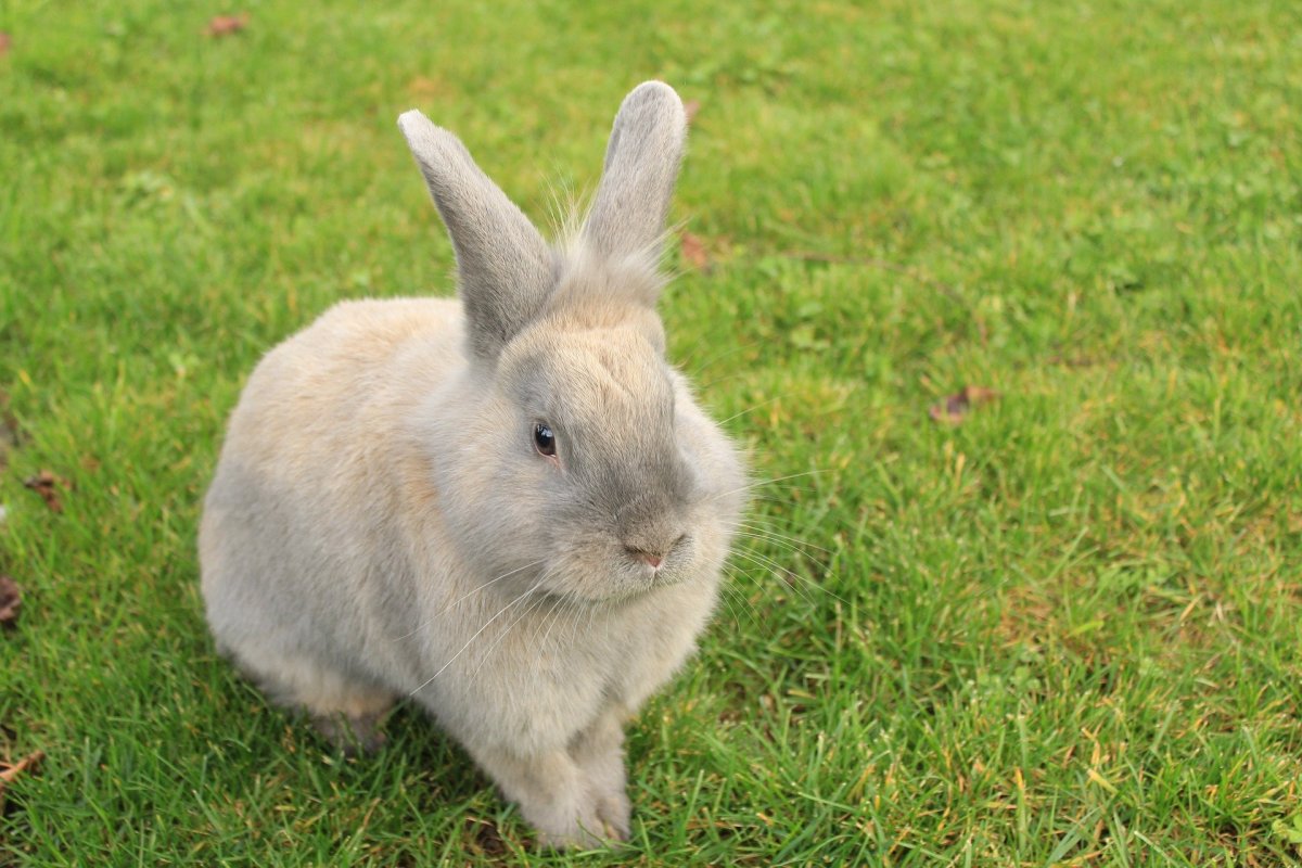 Домашние животные кролики