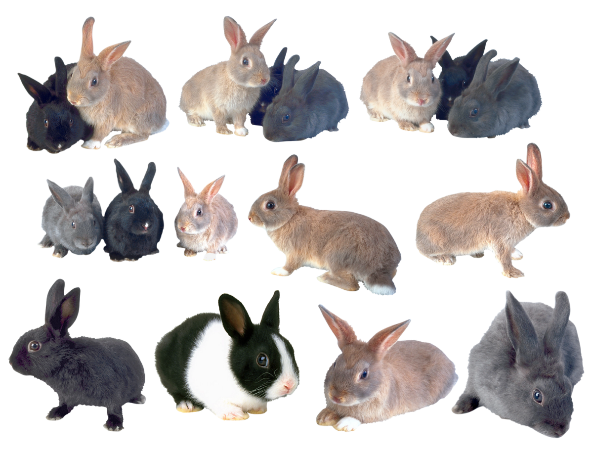 Много кроликов