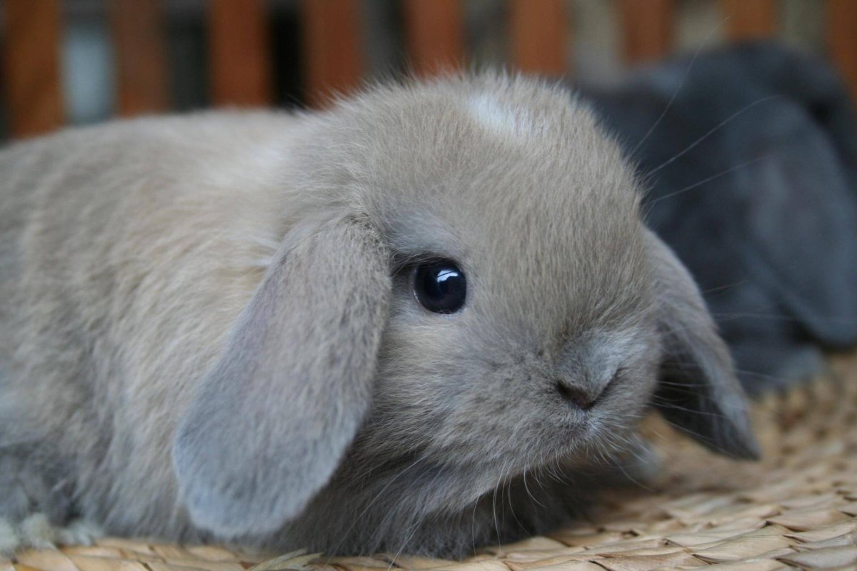 Карликовый баран вислоухий кролик