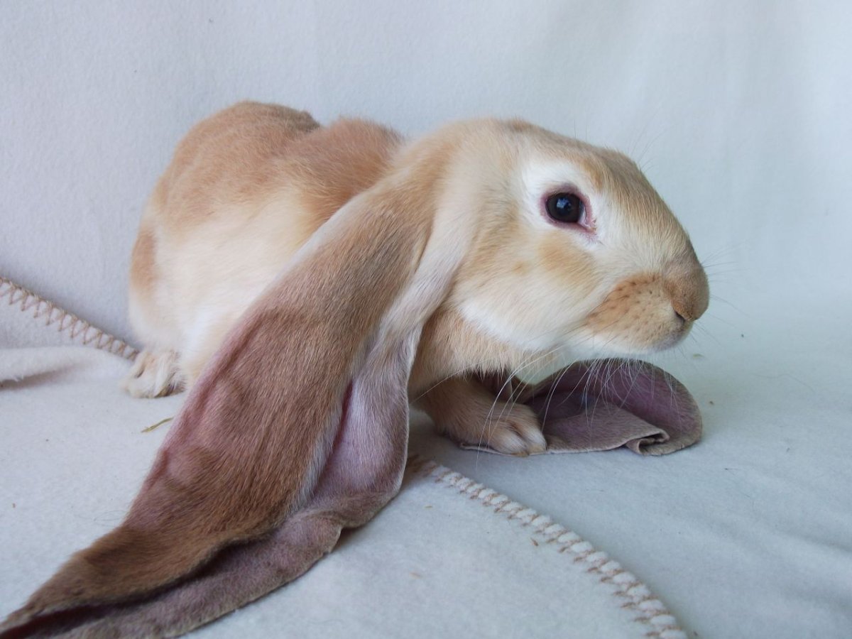 Английский вислоухий кролик баран