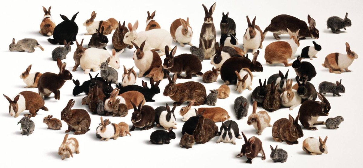 Много Зайцев