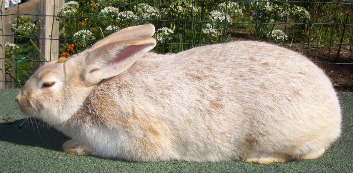Кремовая порода кроликов