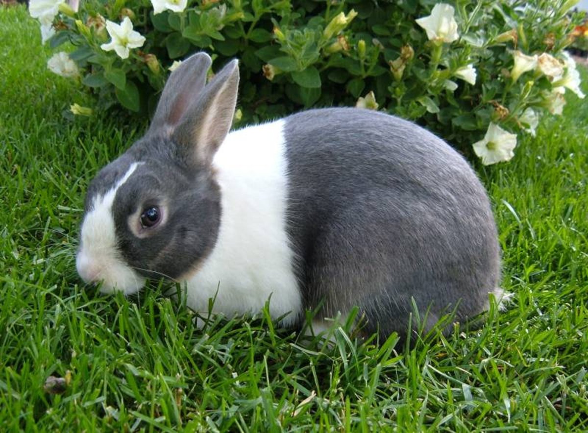 Голландская порода кроликов